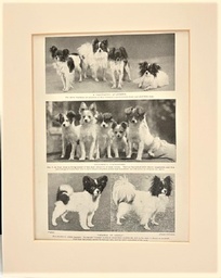 Matted bookplate page print of papillons from a vintage 1934  dog print